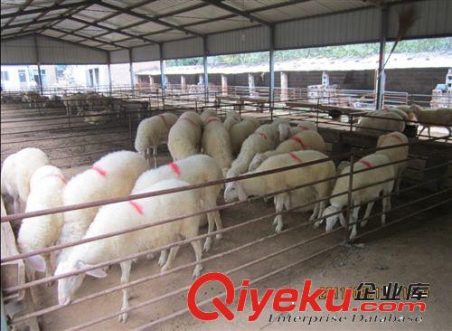 供应肉羊 yz肉羊价格 肉羊养殖大型厂