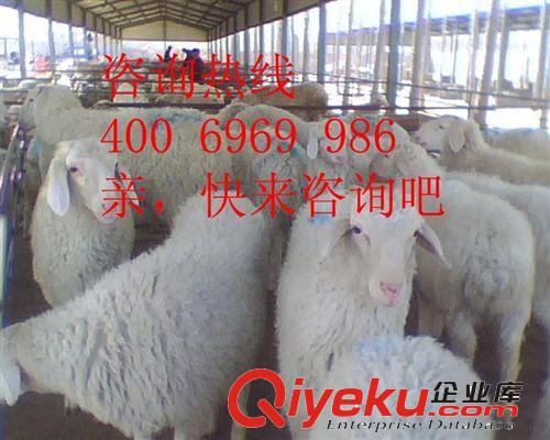 合理的纯种小尾寒羊价格 就选农丰纯种绵羊养殖协会