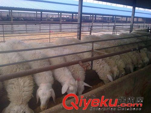 合理的纯种小尾寒羊价格 就选农丰纯种绵羊养殖协会原始图片3