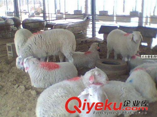 养殖什么羊赚钱 优质小尾寒羊养殖效益好原始图片2