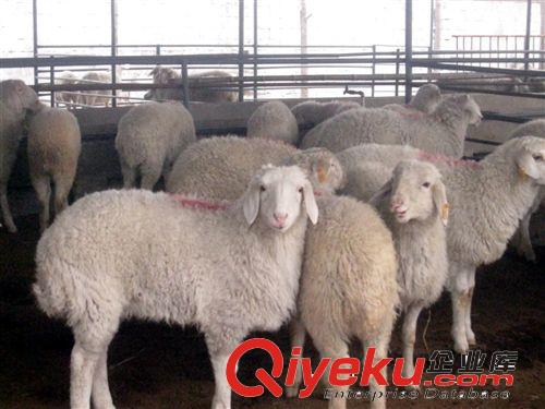 2014年羊价格 活羊销售价格 绵羊养殖基地原始图片3
