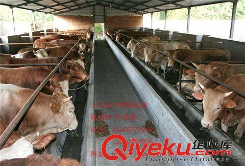 出售小黄牛 三个月的小黄牛多少钱 小黄牛养殖效益