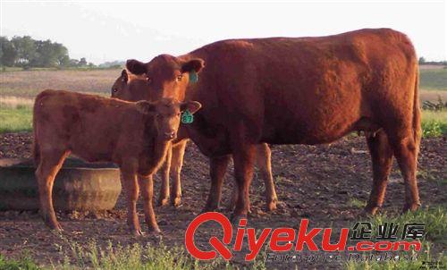 杂交黄牛养殖基地 牛价格行情 牛的养殖前景及技术