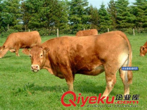 山东大型牛犊养殖基地cdj格出售各种yz肉牛品种