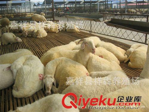 大量销售小尾寒羊 种羊 羊羔 祥犇养殖场 优质供应原始图片2