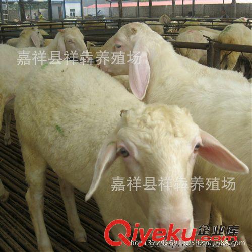 大量销售小尾寒羊 种羊 羊羔 祥犇养殖场 yz供应