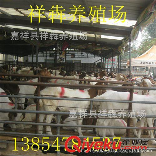 祥犇养殖场长期供应纯种波尔山羊 价格优惠