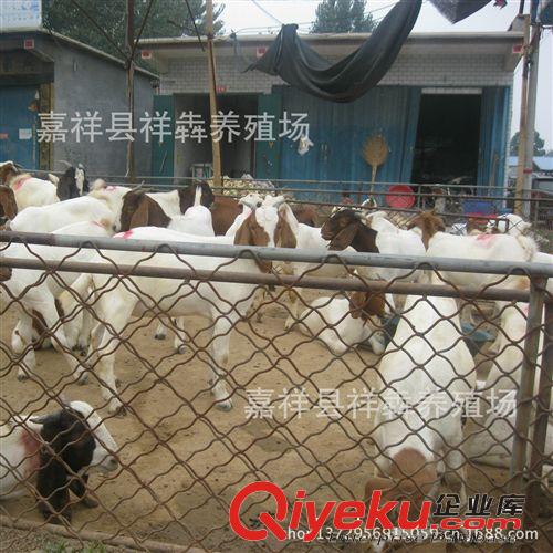 祥犇养殖场长期供应纯种波尔山羊 价格优惠