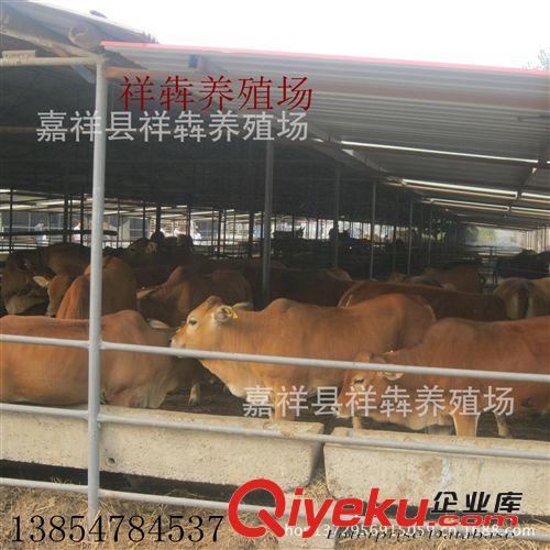 供应 鲁西黄牛犊 价格优惠 免费提供养殖技术！