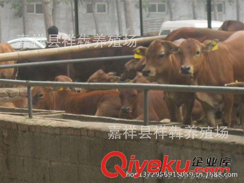 供应 鲁西黄牛犊 价格优惠 免费提供养殖技术！
