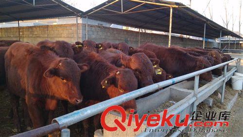 出售 鲁西黄牛犊 yz改良肉牛犊 个体养殖 价格优惠 欢迎选购！