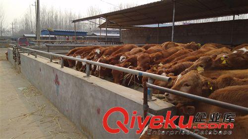 出售 鲁西黄牛犊 yz改良肉牛犊 个体养殖 价格优惠 欢迎选购！