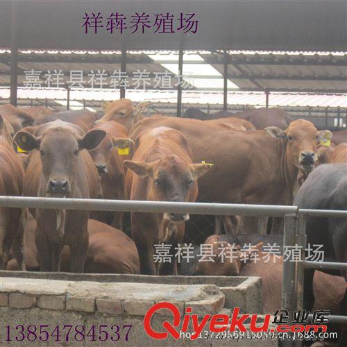 养殖场 销售一批改良鲁西黄牛肉牛犊 提供养殖 技术