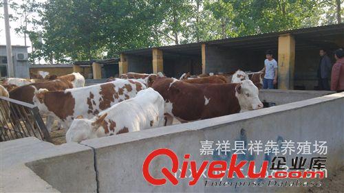 养殖场出售 鲁西黄牛犊 改良三元肉牛犊 欢迎来场选购！