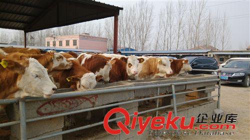 养殖场 优惠一批 鲁西黄牛犊 免费运输 价格合理！
