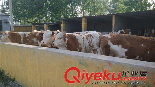 养殖场 出栏 肉牛犊 yz鲁西黄牛牛犊 欢迎来场选育