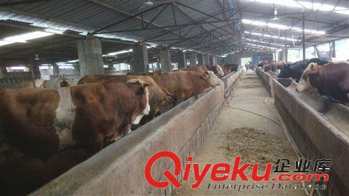 养殖场 出栏 肉牛犊 yz鲁西黄牛牛犊 欢迎来场选育