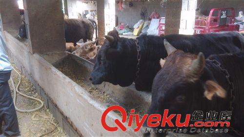 个体养殖场 急售一批黄牛犊 鲁西黄牛 屠宰牛 架子牛 欢迎选育