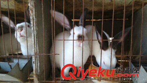 批发 獭兔 纯种野兔 长毛兔 价格优惠 欢迎来肉兔养殖基地选购！