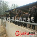 肉驴养殖场常年供应优良品种肉牛、鲁西黄牛牛犊 肉驴