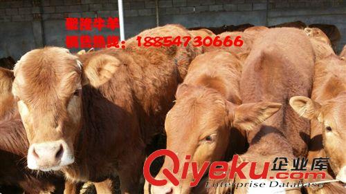 养驴成本重庆周边肉牛养殖场内蒙古肉牛价格