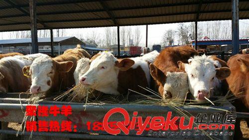 青海黄牛养殖肉牛出售天津肉牛养殖