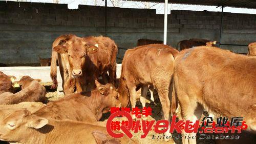 呼和浩特西门塔尔牛犊价格 肉牛养殖 牛犊养殖多少钱一头