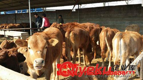呼和浩特西门塔尔牛犊价格 肉牛养殖 牛犊养殖多少钱一头原始图片2