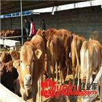 沧县有提供小牛的吗,;哪里能买到小肉牛犊