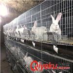 湖南厂家直销大批量养殖兔笼网，铁丝笼子