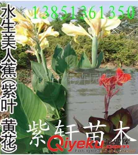 供应水生花卉荷花-黄菖蒲-千屈菜-芦苇(图)