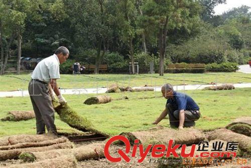 供应草坪，草籽高羊茅、、狗牙根等种子(图)