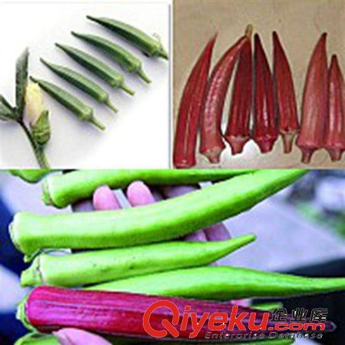 黄秋葵种子-bs菜种子 高营养蔬菜,经常食用有强肾保荐菜种子
