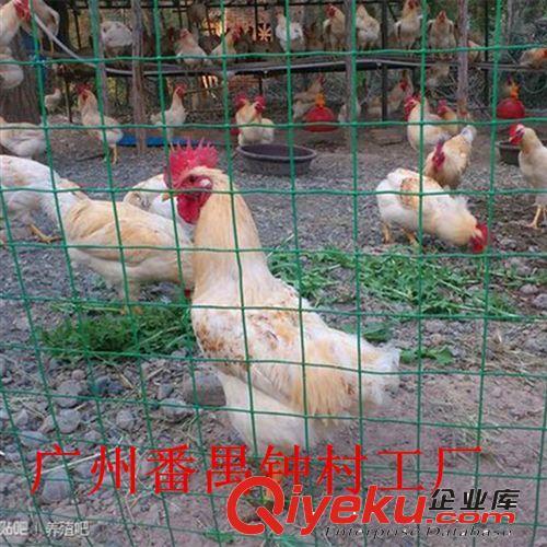 养鸡鹅铁丝网 圈玉米用荷兰网 2米高养殖动物围栏网 使用年限5年