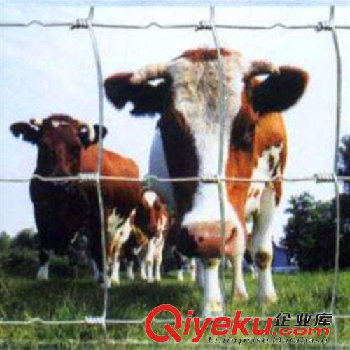 厂家直销不锈钢牛栏网、安平森立批发草原网、牛羊牛栏网价格