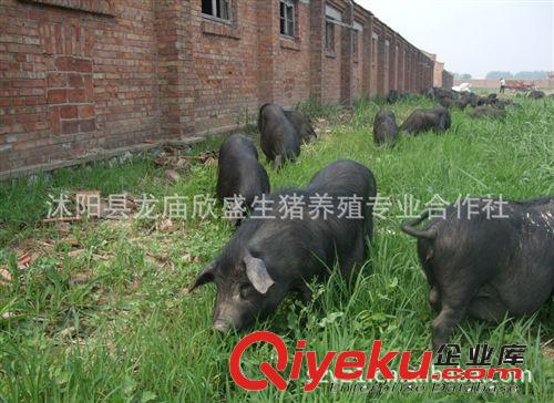 土黑猪发展趋势（土黑猪+绿色养殖）黑毛猪价格 黑猪养殖利润高