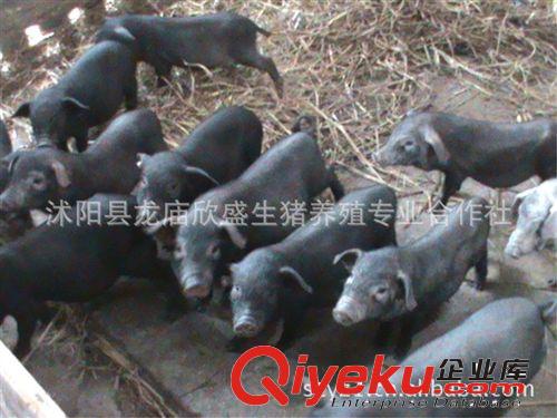 土黑猪发展趋势（土黑猪+绿色养殖）黑毛猪价格 黑猪养殖利润高