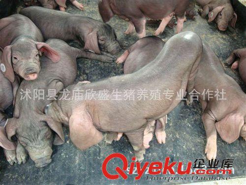 太湖黑母猪纯种产仔数最多梅山猪二花脸母猪欣盛太湖猪保种场出售