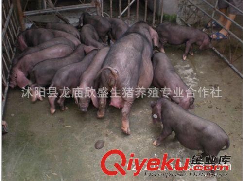 太湖黑母猪纯种产仔数最多梅山猪二花脸母猪欣盛太湖猪保种场出售