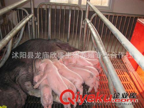 长梅二代母猪长太二元母猪50斤-120斤原种太湖猪血统