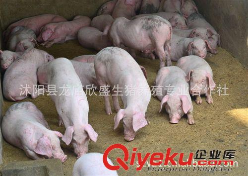 长梅二代母猪长太二元母猪50斤-120斤原种太湖猪血统