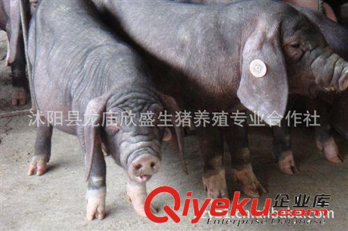 种猪场纯种太湖母猪 梅山黑母猪 梅山二代母猪750元每头出售