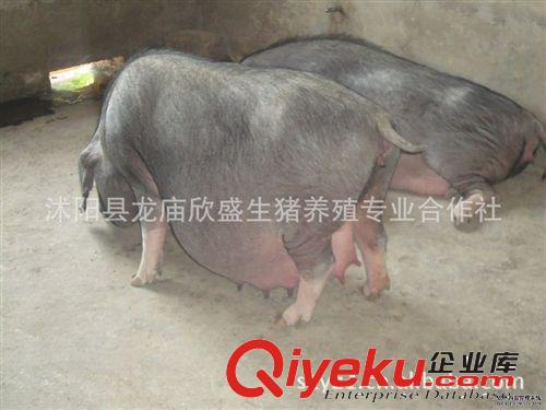 种猪场供应纯种梅山种母猪和长梅F1代后备种母猪
