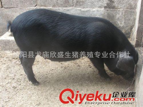 黑土猪养殖场 生态黑猪苗 绿色散养黑土猪 纯粮喂养无生长激素原始图片2
