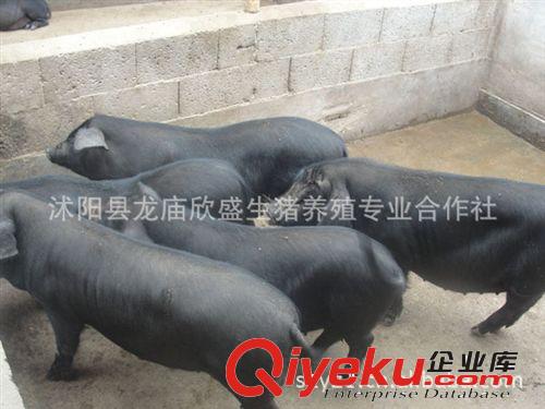 黑土猪养殖场 生态黑猪苗 绿色散养黑土猪 纯粮喂养无生长激素原始图片3