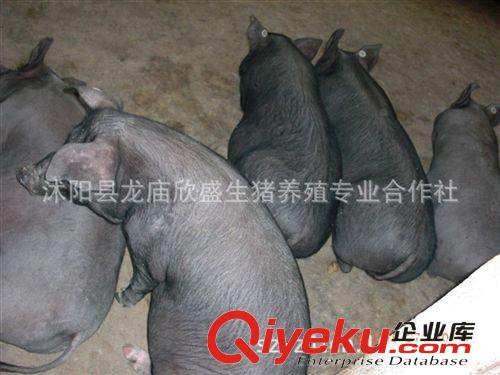 有机黑猪的营养 黑猪肉为什么好吃 肉质香醇 口感细腻肥而不油