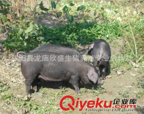 淮黑猪口感好肌间脂肪高达13%一家炖肉一街香生态猪养殖