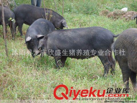 黑猪肉土猪肉有机生态养殖笨猪肉年底预定中是送礼的{sx}
