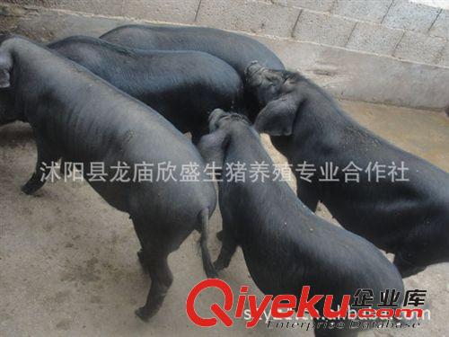 黑母猪价格二元母猪三元仔猪常年供应万盛种猪场