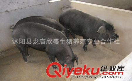 黑土猪散养 黑猪早熟产仔多 耐粗饲能力强 黄淮海黑猪多少钱一头